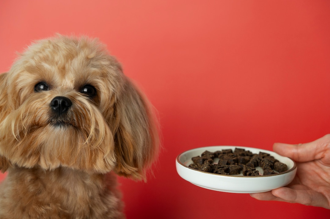 alimentación adecuada para cachorros alimentación adecuada para cachorros