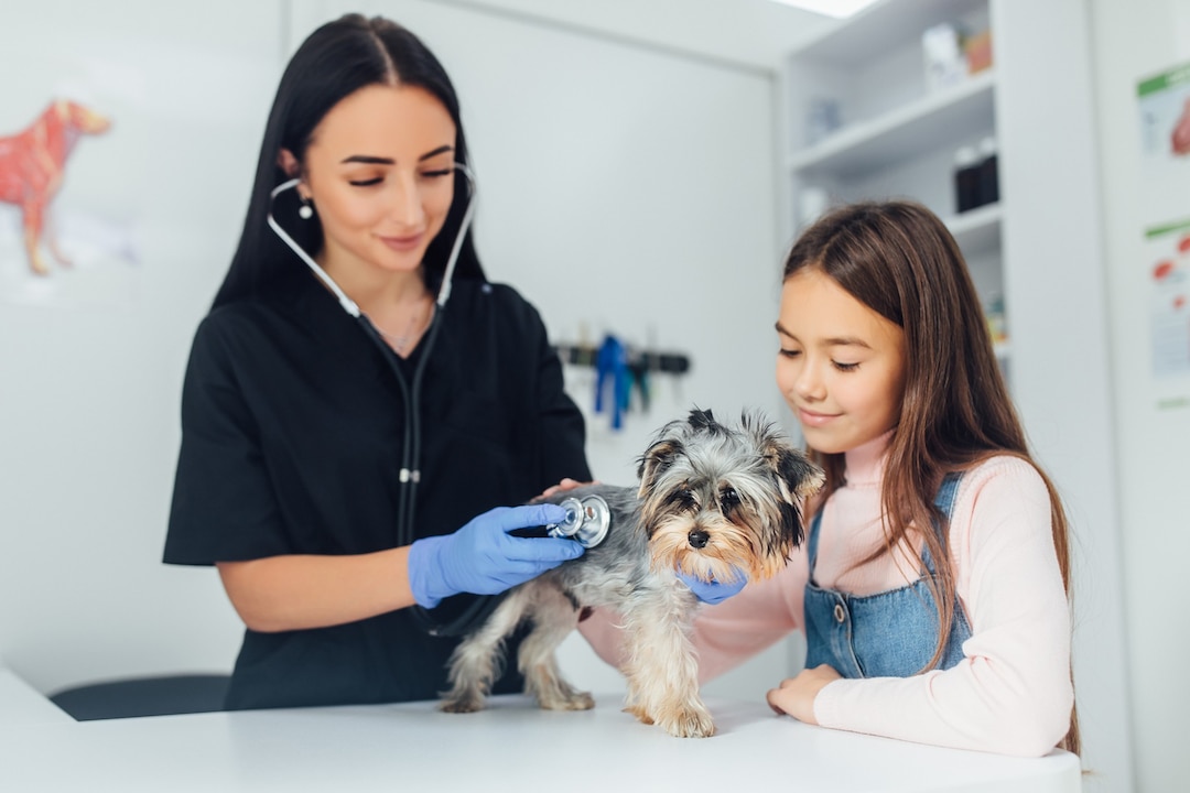 consejos de salud e la higiene del cachorro consejos de salud e la higiene del cachorro