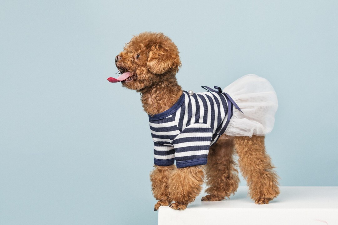 ropa para perros