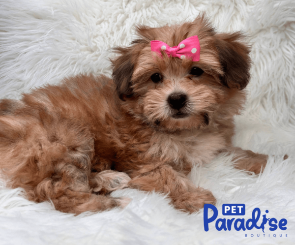 yorkie poo tiana 1