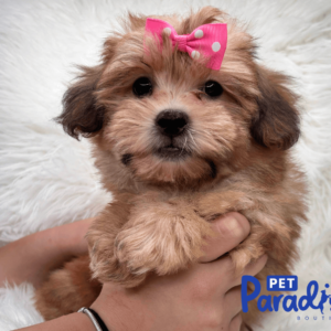 yorkie poo tiana 2