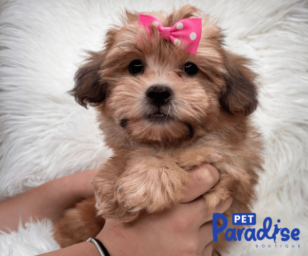 yorkie poo tiana 2