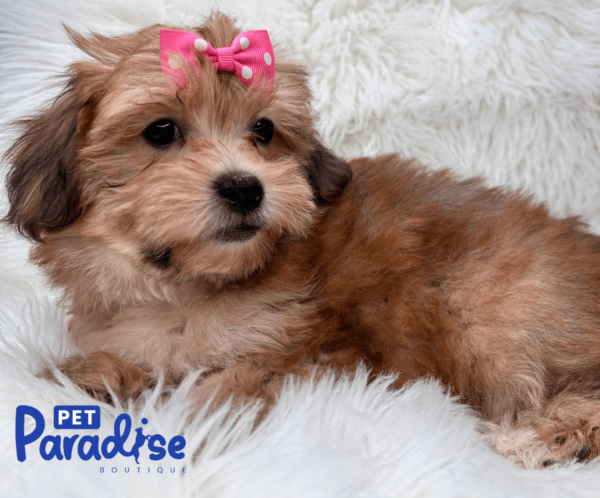 yorkie poo tiana 3