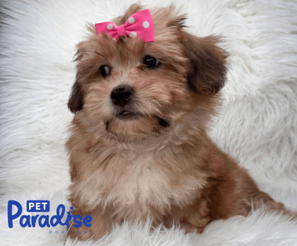 yorkie poo tiana