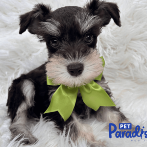 SCHNAUZER, Pompon