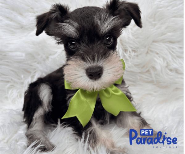 SCHNAUZER, Pompon