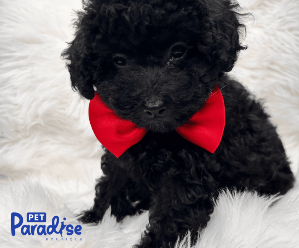 Toy Poodle Bruno 1