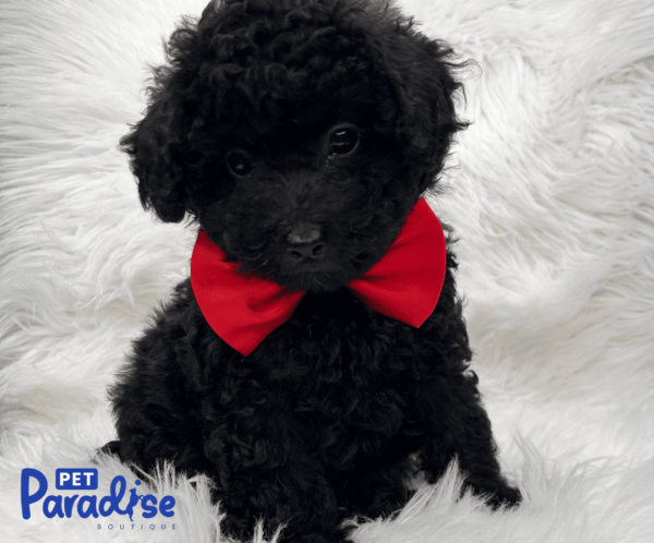 Toy Poodle Bruno 2