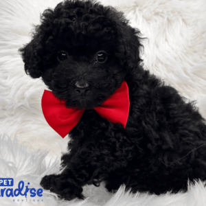 Toy Poodle Bruno