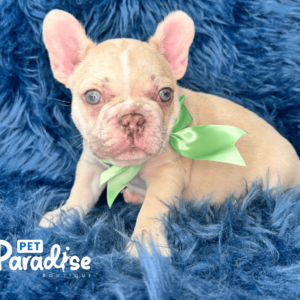 french bulldog Teo 1