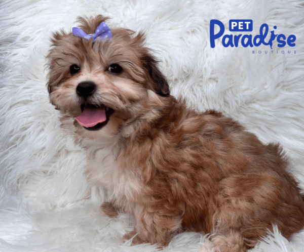 yorkie poo bombon 1