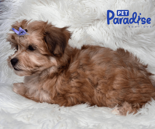 yorkie poo bombon 2