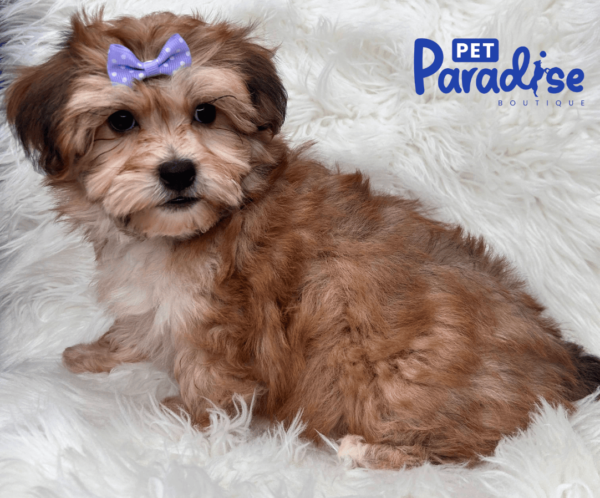 yorkie poo bombon 3