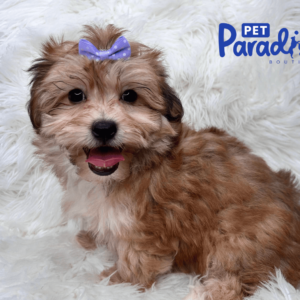 yorkie poo bombon