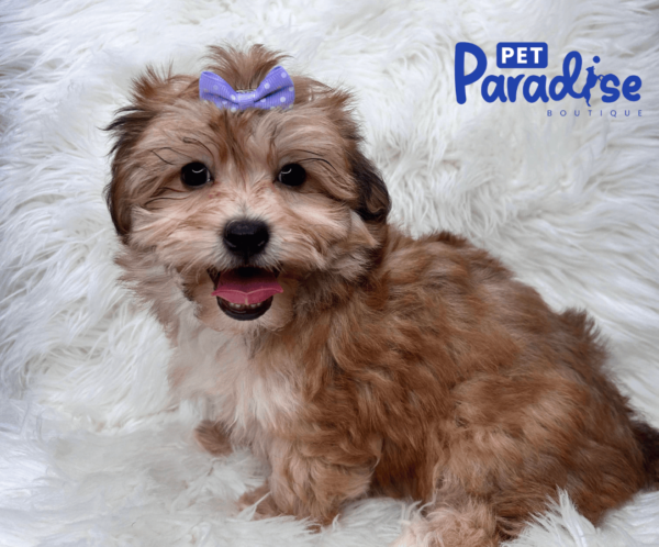 yorkie poo bombon