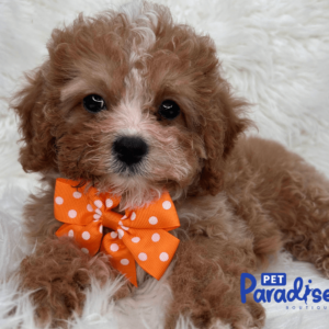 cavapoo, bridgi 1