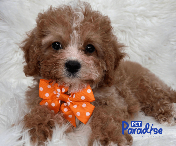 cavapoo, bridgi 1