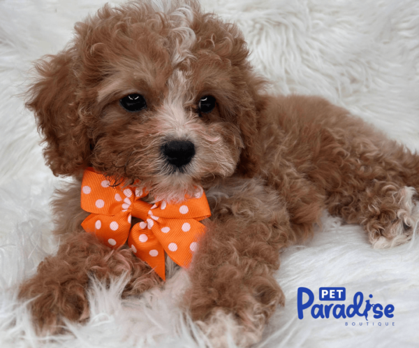 cavapoo, bridgi 2