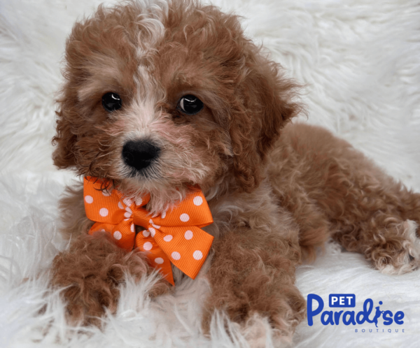 cavapoo, bridgi 3