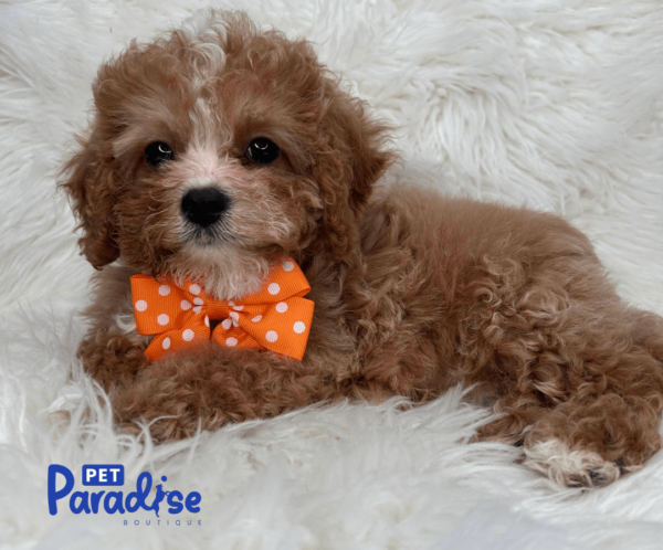 cavapoo, bridgi