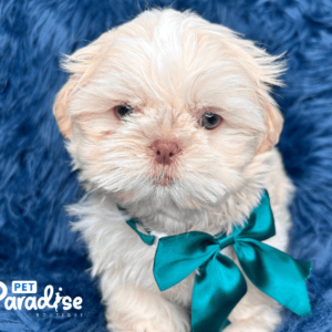 shih tzu , lolo 1