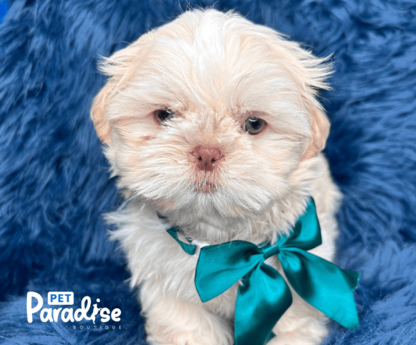 shih tzu , lolo 1