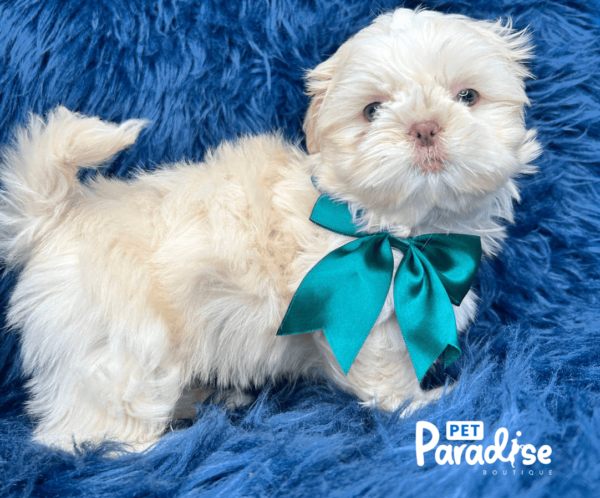 shih tzu , lolo 2