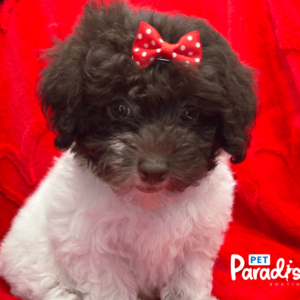 toy poodle , kendall