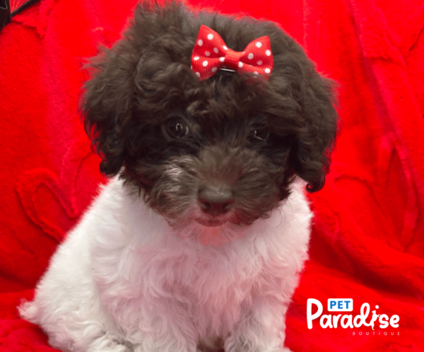 toy poodle , kendall