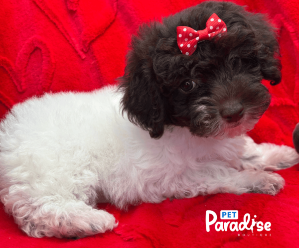 toy poodle , kendall 1