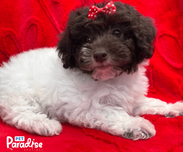 toy poodle , kendall 2