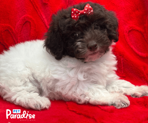 toy poodle , kendall 3