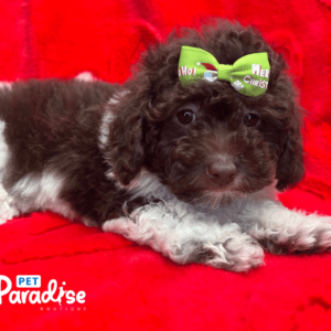 toy poodle, kloe 2