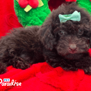 toy poodle, kylie 1