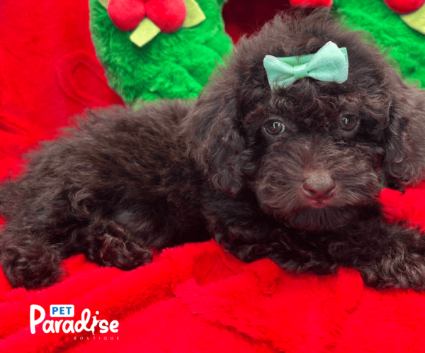 toy poodle, kylie 1