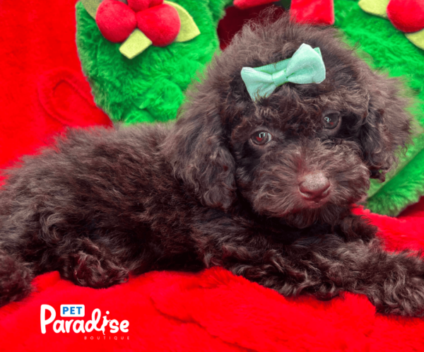 toy poodle, kylie 2