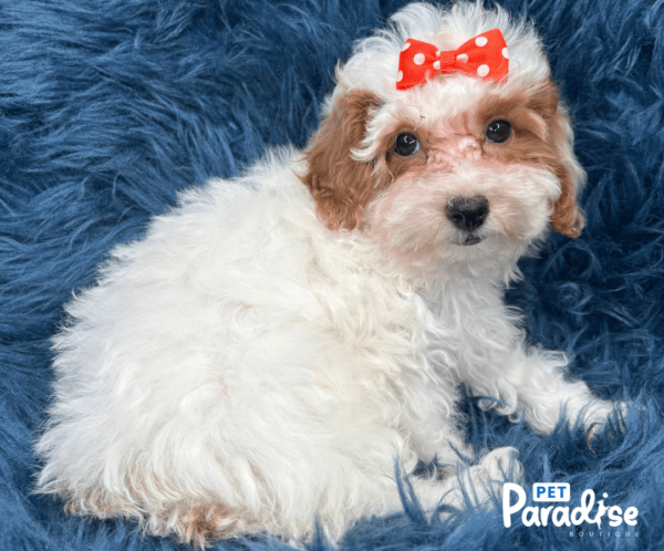 toy poodle , lili