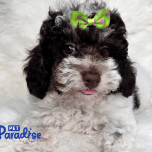 toy poodle , mica