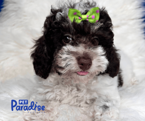 toy poodle , mica