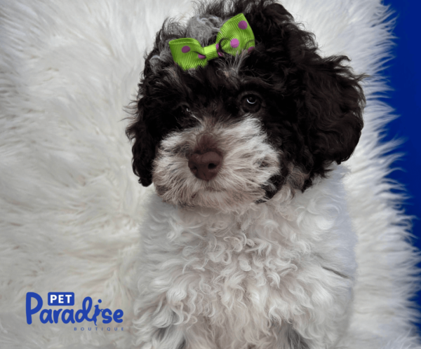 toy poodle , mica 1