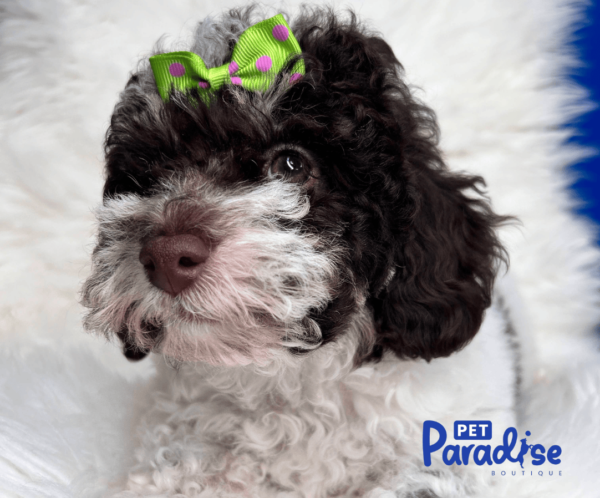 toy poodle , mica 3