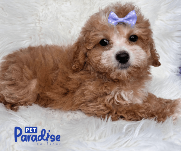 toy poodle, mili