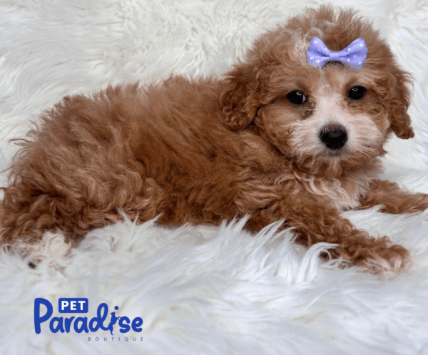 toy poodle, mili 1