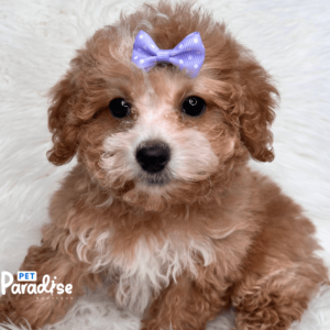 toy poodle, mili 2