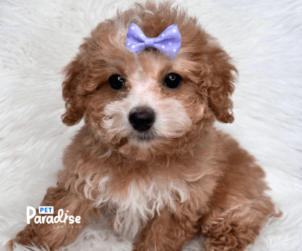 toy poodle, mili 2