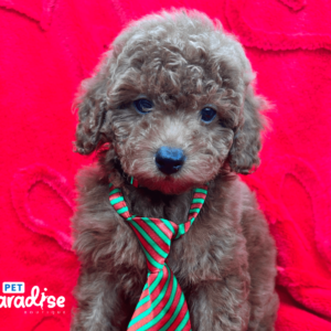 toy poodle, nico