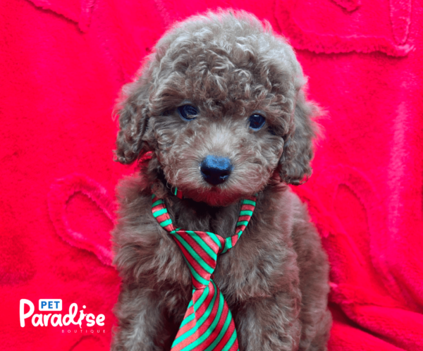 toy poodle, nico