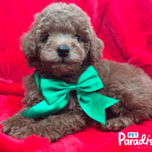 toy poodle, paulo 1