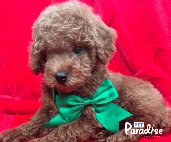 toy poodle, paulo