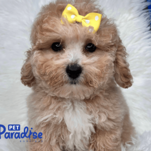 toy poodle, susy